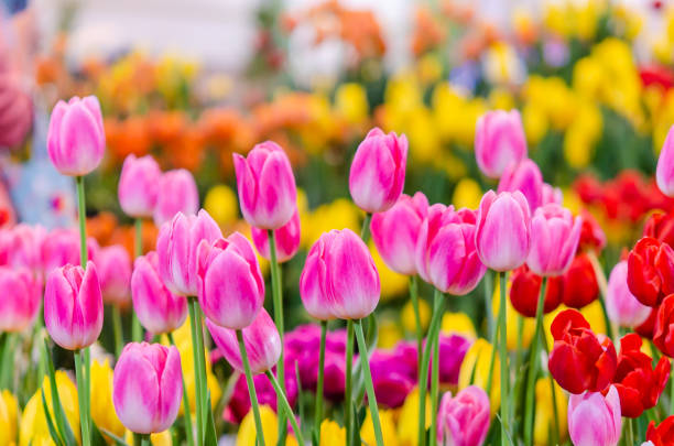 Tulipány
