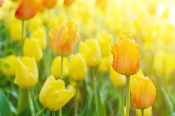 Tulipány žluté